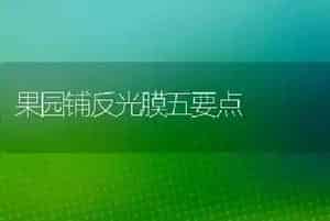 果园铺反光膜五要点