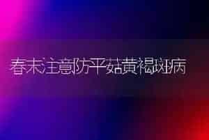 春末注意防平菇黄褐斑病