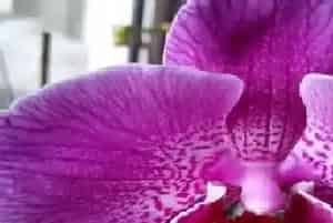 蝴蝶兰什么时候开花?