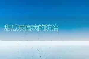 甜瓜炭疽病的防治
