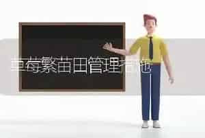 草莓繁苗田管理措施
