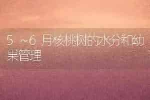 5～6月核桃树的水分和幼果管理