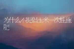 为什么不提倡玉米一次性施肥
