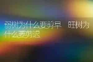 套袋苹果皱裂该咋办