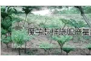 魔芋怎样施肥产量高