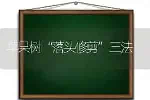 苹果树“落头修剪”三法