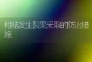 柑桔发生裂果采取的防治措施