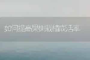 如何提高果树栽植成活率