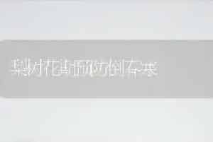 梨树花期预防倒春寒