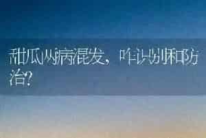 甜瓜两病混发,咋识别和防治?