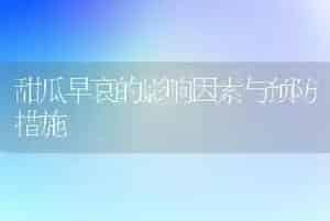 甜瓜早衰的影响因素与预防措施