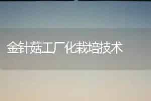 金针菇工厂化栽培技术
