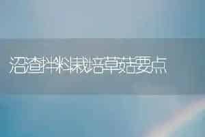 沼渣拌料栽培草菇要点