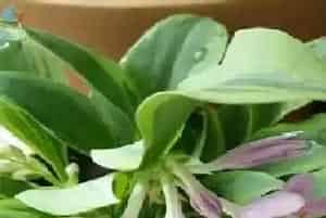 玉簪花用深盆还是浅盆好?