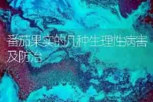番茄果实的几种生理性病害及防治