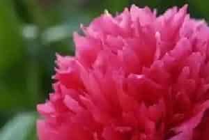 芍药属于什么植物类型?