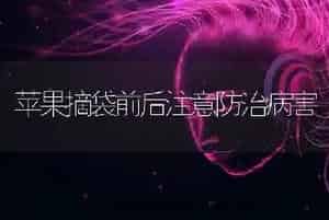 苹果摘袋前后注意防治病害