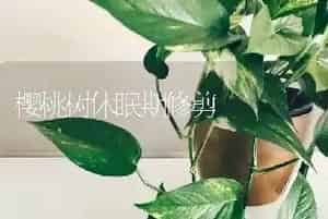 樱桃树休眠期修剪