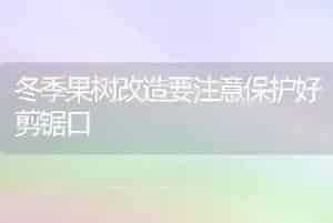 冬季果树改造要注意保护好剪锯口