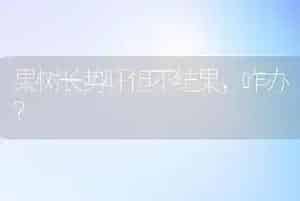 果树长势旺但不结果,咋办?
