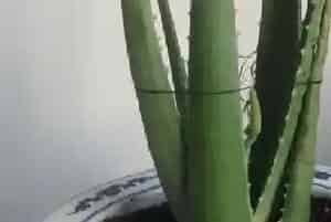 盆栽芦荟怎么养,养殖方法和注意事项?