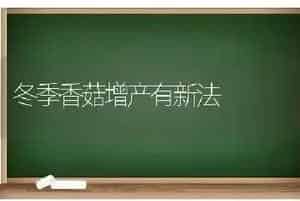 冬季香菇增产有新法