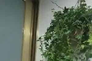 11月适合养什么花卉植物?