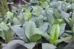 绿巨人几天浇一次水最好?