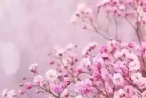 满天星花谢了怎么办?