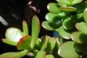 燕子掌的养殖方法和注意事项有哪些?