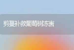 剪蔓补救葡萄树冻害
