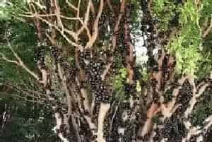 嘉宝果多久浇一次水?