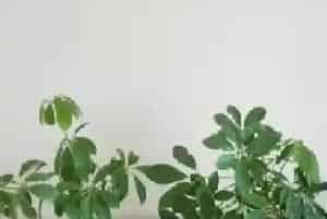白掌可以扦插吗?