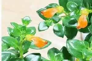 金鱼花多长时间浇一次水?