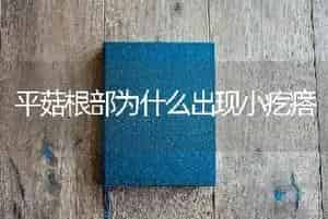平菇根部为什么出现小疙瘩