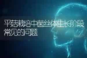 平菇栽培中菌丝体生长阶段常见的问题
