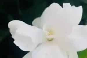 桅子花什么时候换盆好?