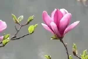 玉兰是草本植物吗?