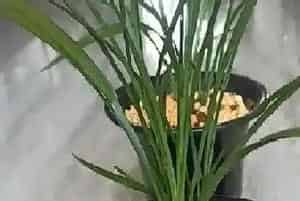 莫兰花怎么养长的好?