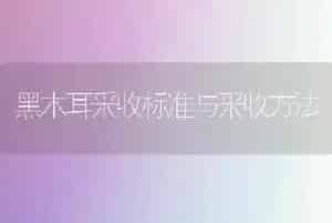黑木耳采收标准与采收方法