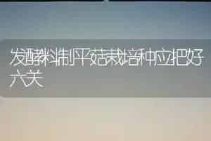 发酵料制平菇栽培种应把好六关