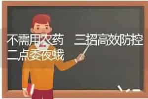 不需用农药　三招高效防控二点委夜蛾