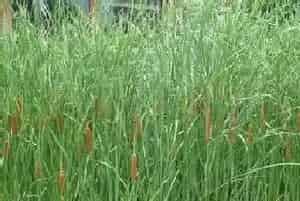 蒲草是什么植物?