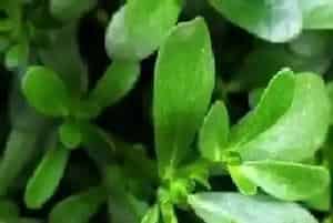 长寿草又叫什么名称?