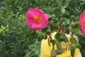 水培太阳花怎么养护?