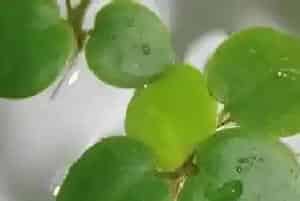 圆心萍怎么养长的好?