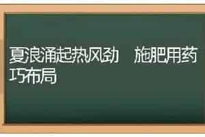 夏浪涌起热风劲 施肥用药巧布局