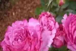 伊芙金伯爵月季的优缺点?