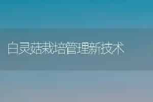 白灵菇栽培管理新技术