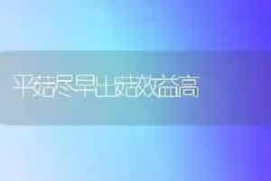 平菇尽早出菇效益高